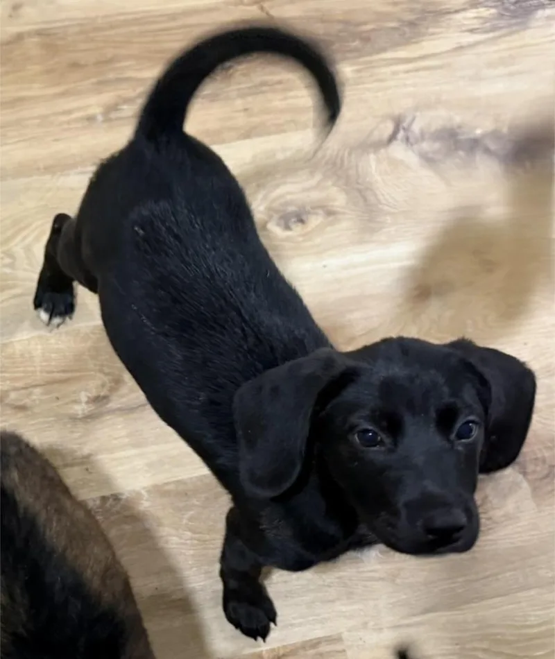 A baby medium-sized male Tricolor (Brown, Black, & White) Labrador Retriever dog named Maverick for adoption in Cheektowaga, NY