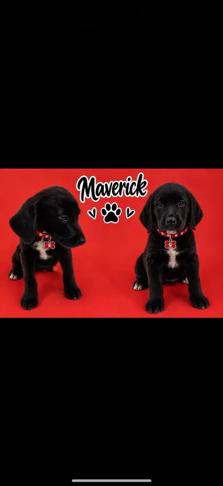 Maverick thumbnail 2