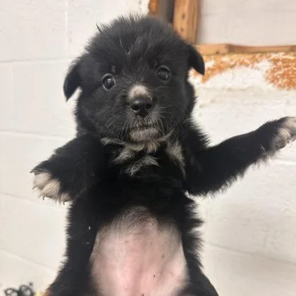 A baby medium-sized female Keeshond dog named Black Swan for adoption in Morton Grove, IL