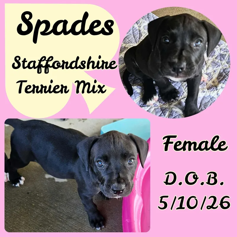 A baby medium-sized female Black American Staffordshire Terrier dog named Spades for adoption in Caldwell, TX