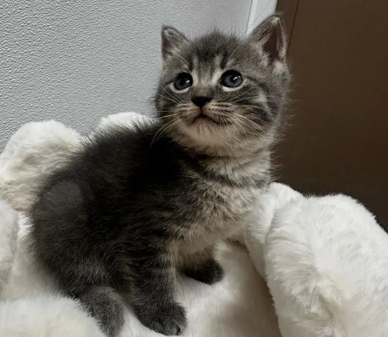 A baby medium-sized female Domestic Short Hair cat named Rylee for adoption in Little Rock, AR