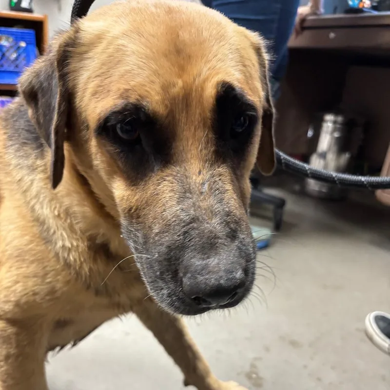 A senior large-sized male Shepherd dog named Oso for adoption in Yuma, AZ
