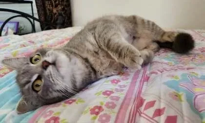 Daffodil thumbnail 2