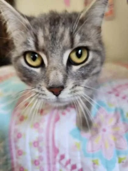 Daffodil thumbnail 3