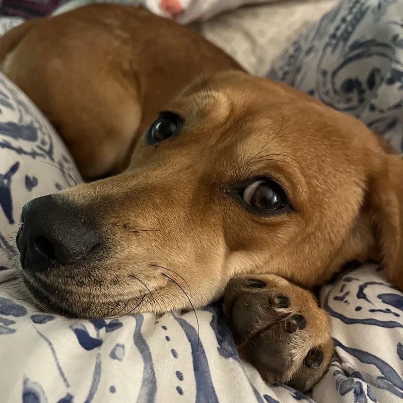 Millie Lynn  Affectionate thumbnail 4