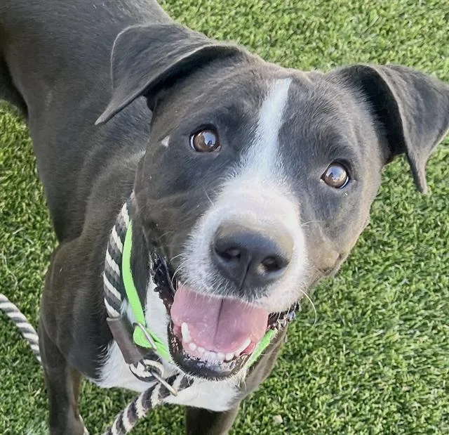 A young medium-sized female Pit Bull Terrier dog named Baba for adoption in Tucson, AZ