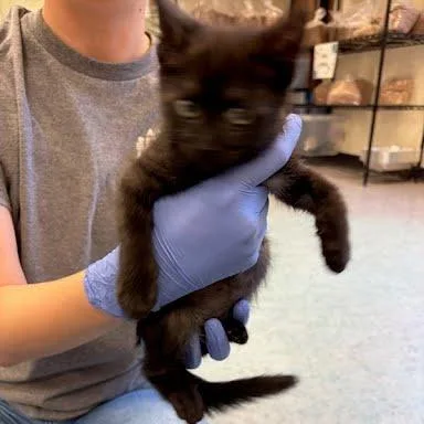 A baby small-sized female Black Domestic Short Hair cat named Waterfall for adoption in Charlottesville, VA