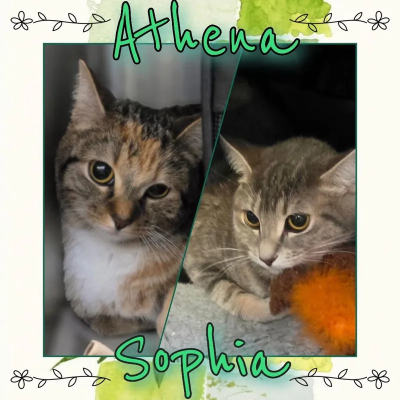 A young medium-sized female Gray / Blue / Silver Domestic Short Hair cat named Sophia for adoption in Wheeling, IL