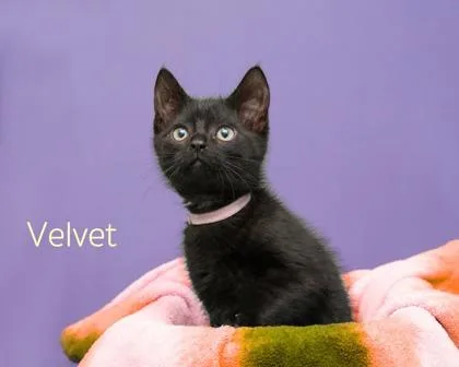 Velvet