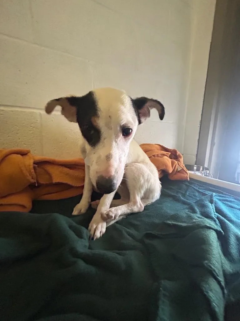 A young medium-sized female Jack Russell Terrier dog named Eloise for adoption in Morgantown, KY