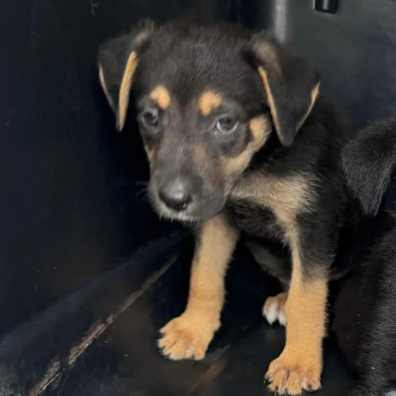A baby small-sized male Black Mixed Breed dog named Teddy for adoption in Valparaiso, IN