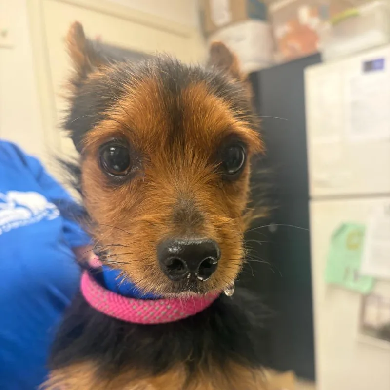 A young small-sized male Black Mixed Breed dog named Sphere for adoption in Pekin, IL