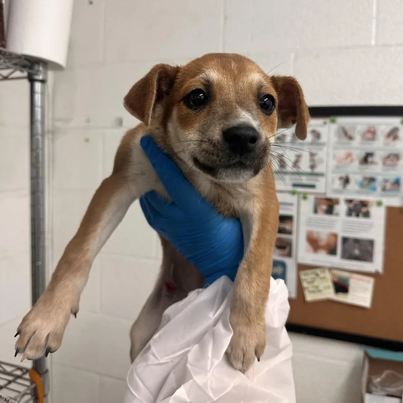 A baby medium-sized female Brown / Chocolate Mixed Breed dog named Janika for adoption in Edinburg, TX