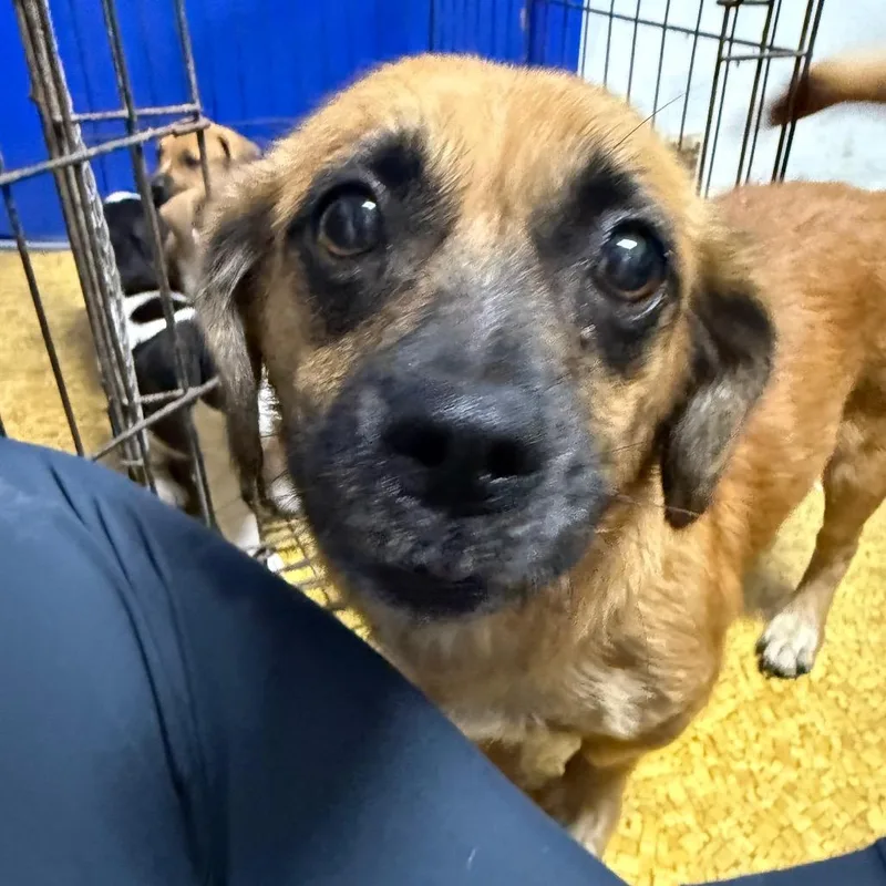 An adult small-sized female Brown / Chocolate Beagle dog named Tara for adoption in Wahiawa, HI