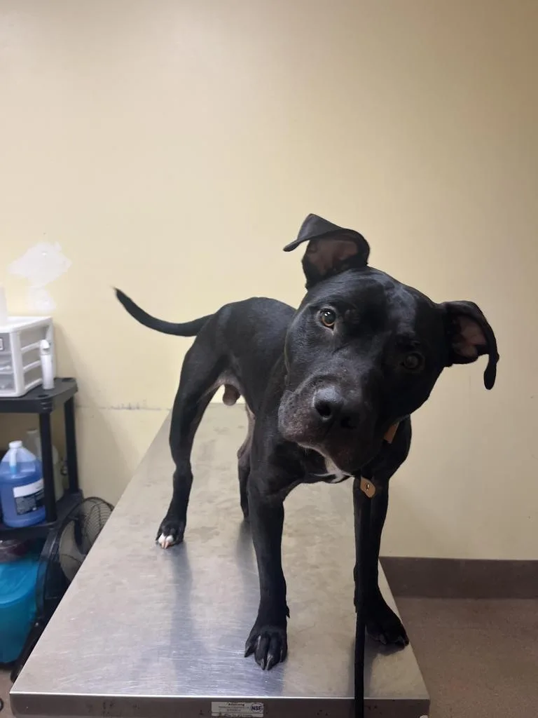 Hammerhead thumbnail 2