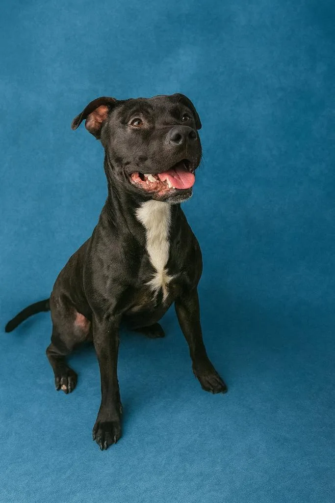 Hammerhead thumbnail 4