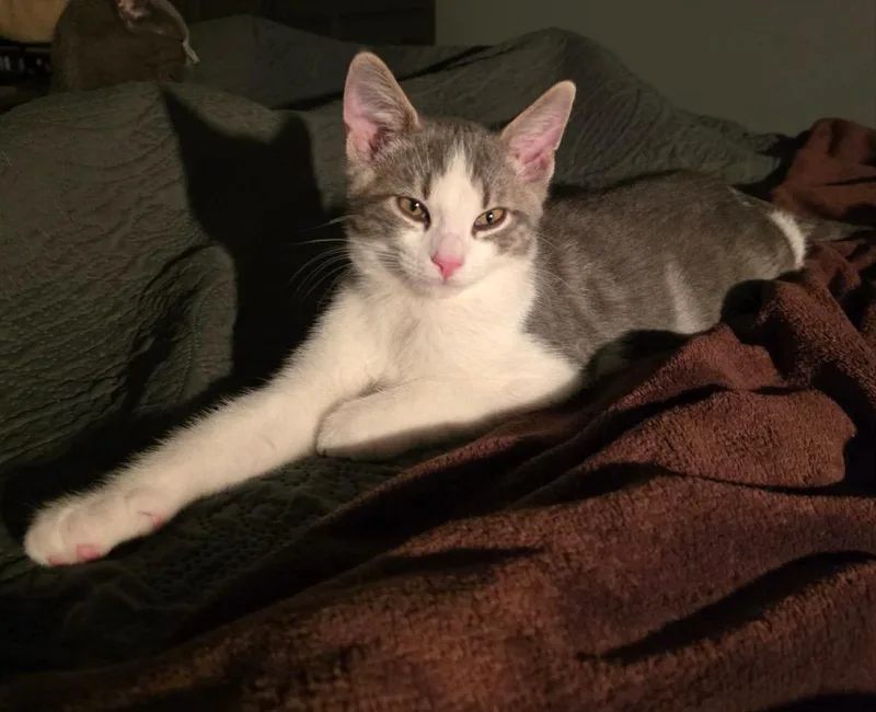 A baby medium-sized male Domestic Short Hair cat named Joe for adoption in Findlay, OH