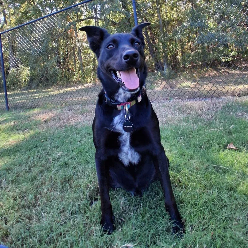 An adult medium-sized male Black Shepherd dog named Dragon for adoption in Cabot, AR