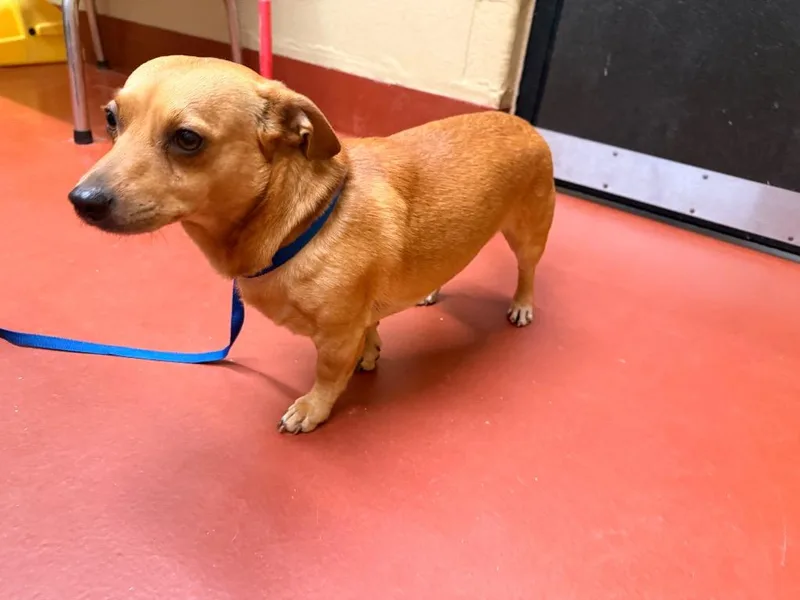 An adult medium-sized male Chihuahua dog named Canelo for adoption in Douglasville, GA