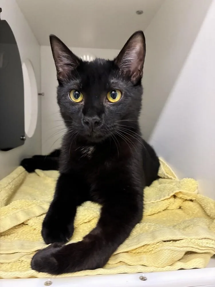 An adult medium-sized male Black Domestic Short Hair cat named Bo for adoption in Elmsford, NY