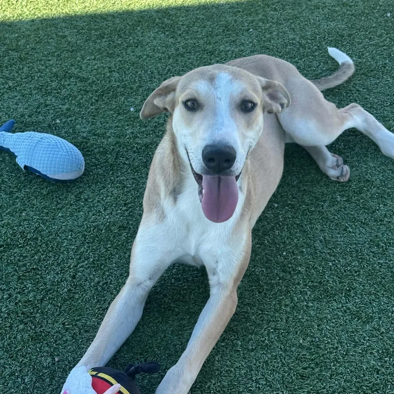 An adult medium-sized female Hound dog named Caramel for adoption in Truth or Consequences , NM