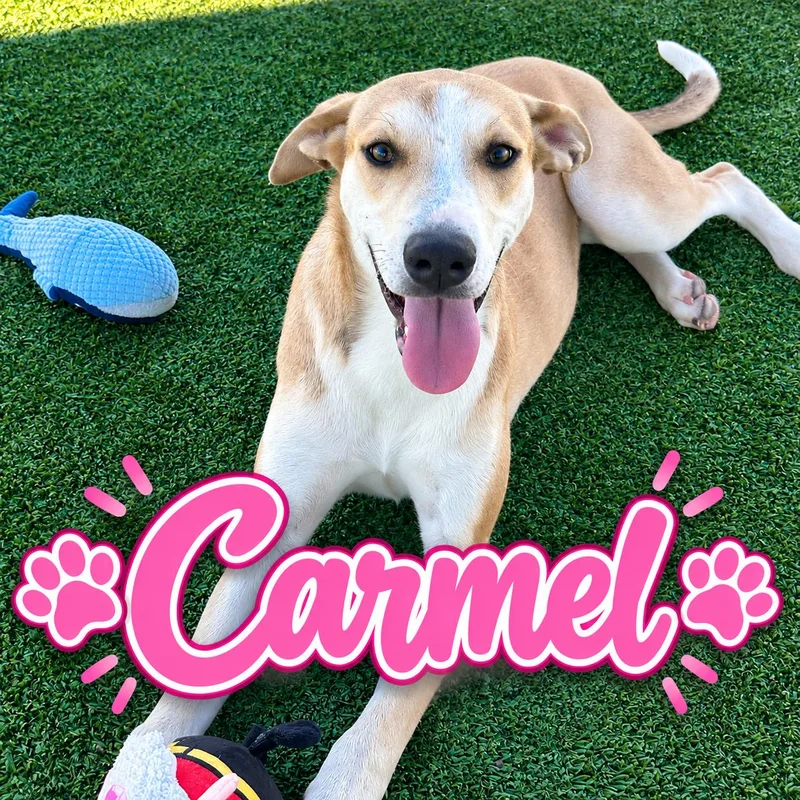 Caramel thumbnail 3