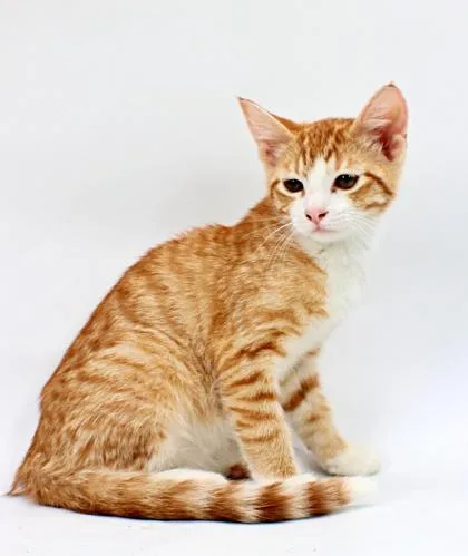 A baby small-sized male Domestic Short Hair cat named Pumpkin for adoption in Morton Grove, IL