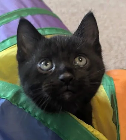 A baby small-sized male Domestic Short Hair cat named Splash Zone for adoption in Quakertown, PA