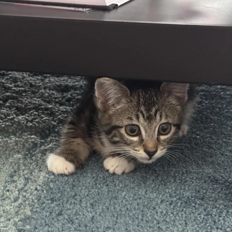A baby medium-sized female Tabby (Gray / Blue / Silver) Domestic Short Hair cat named Moochi And Mangostein for adoption in Seattle, WA