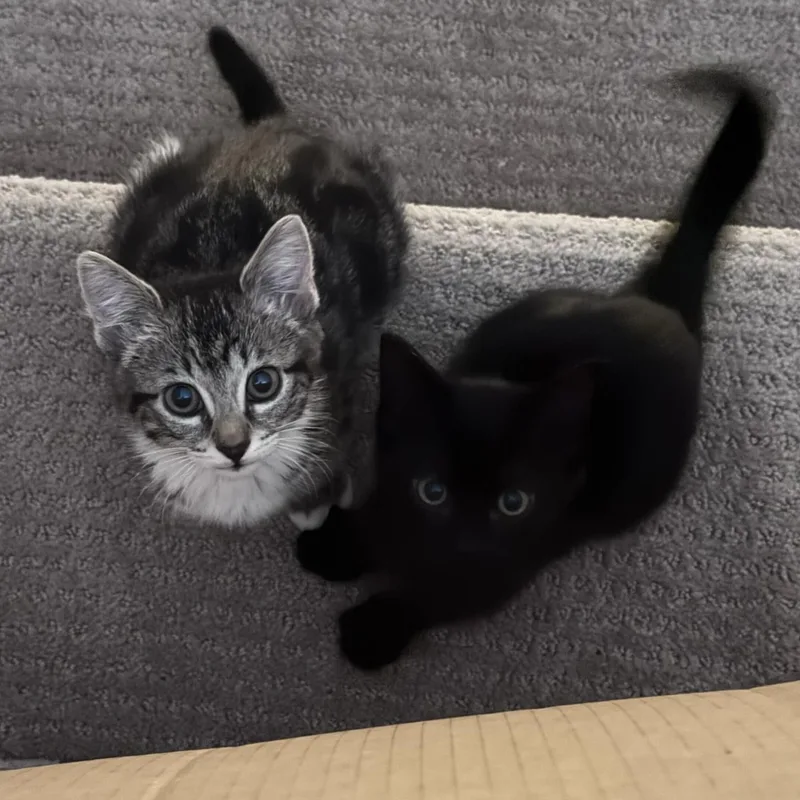 Moochi And Mangostein thumbnail 5