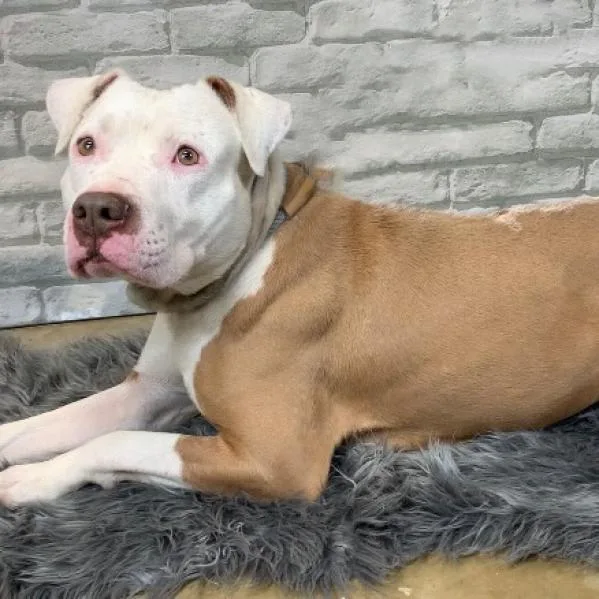 A senior large-sized male Yellow / Tan / Blond / Fawn Mixed Breed dog named Lover Boy for adoption in Memphis, TN
