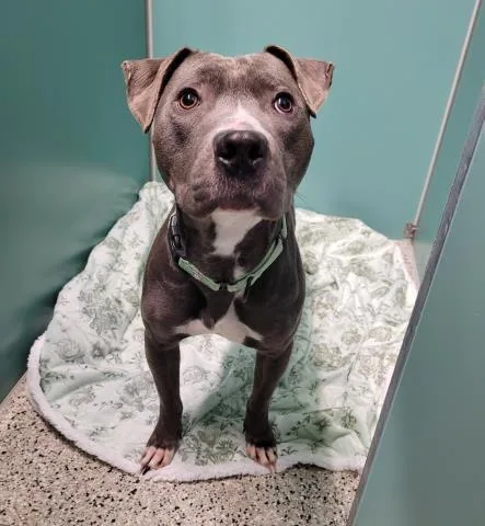 An adult medium-sized male Mixed Breed dog named Harvey for adoption in Detroit, MI