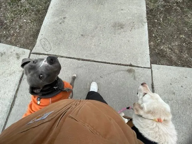 Harvey thumbnail 3