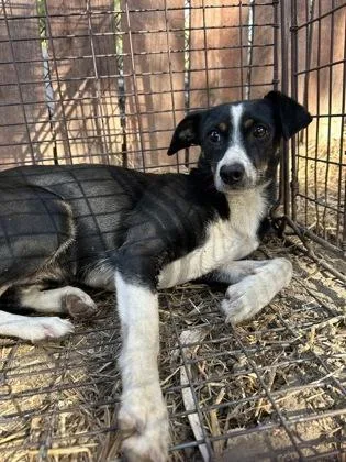 An adult small-sized female Parson Russell Terrier dog named Chelsea Cheetah for adoption in Fresno, CA