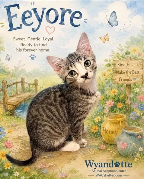 A young medium-sized male Tabby (Brown / Chocolate) Domestic Short Hair cat named Eeyore for adoption in Wyandotte, MI