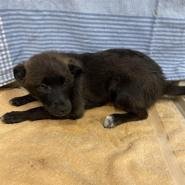 A baby small-sized male Australian Kelpie dog named Harry Styles for adoption in Modesto, CA