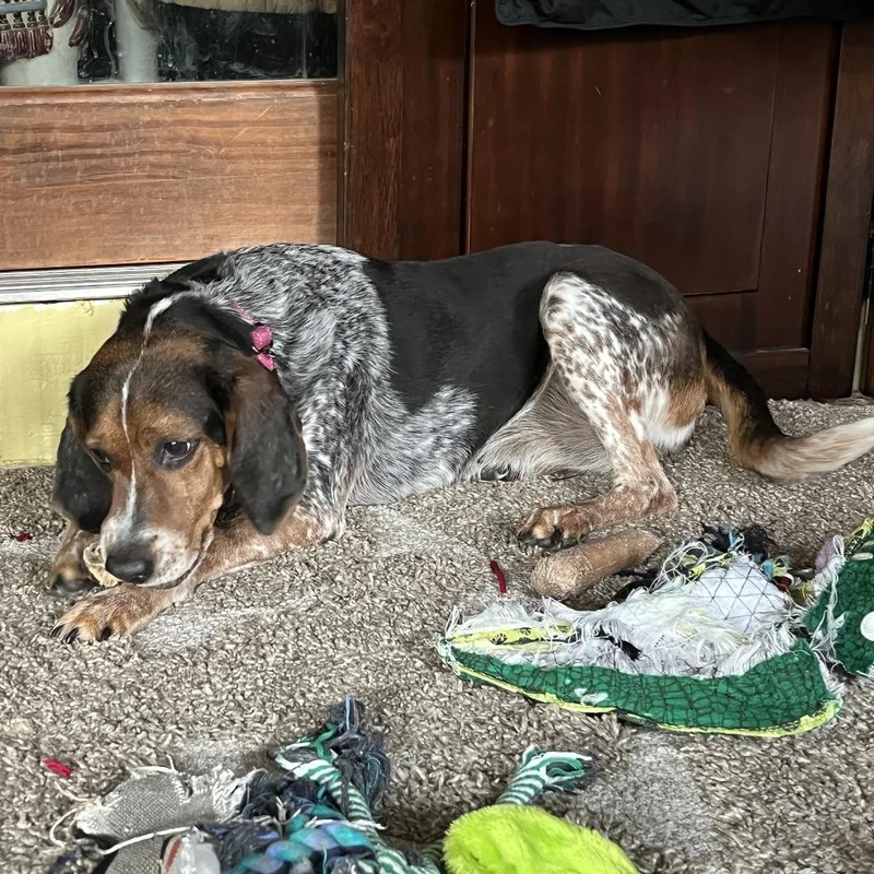 A senior medium-sized female Black Beagle dog named Heidi for adoption in Williston, FL