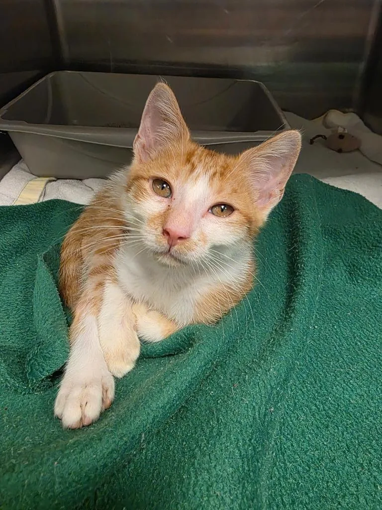 A baby medium-sized male Domestic Short Hair cat named Mr. Orange for adoption in Fort Mill, SC