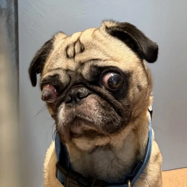 An adult small-sized male Pug dog named Duke for adoption in San Diego, CA
