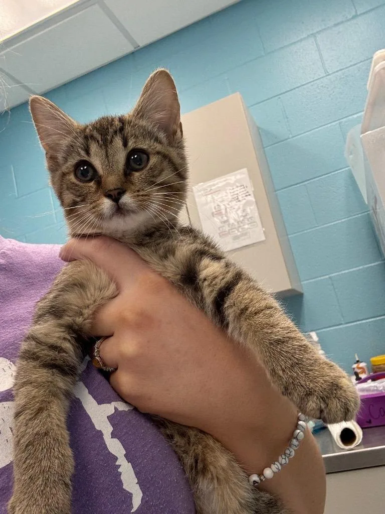 A baby medium-sized female Domestic Short Hair cat named Mavis for adoption in Frankfort, KY