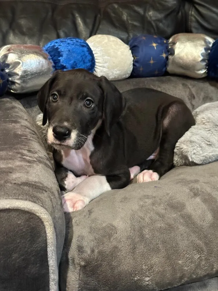 A baby large-sized male Tricolor (Brown, Black, & White) Great Dane dog named Comet for adoption in Milton, GA