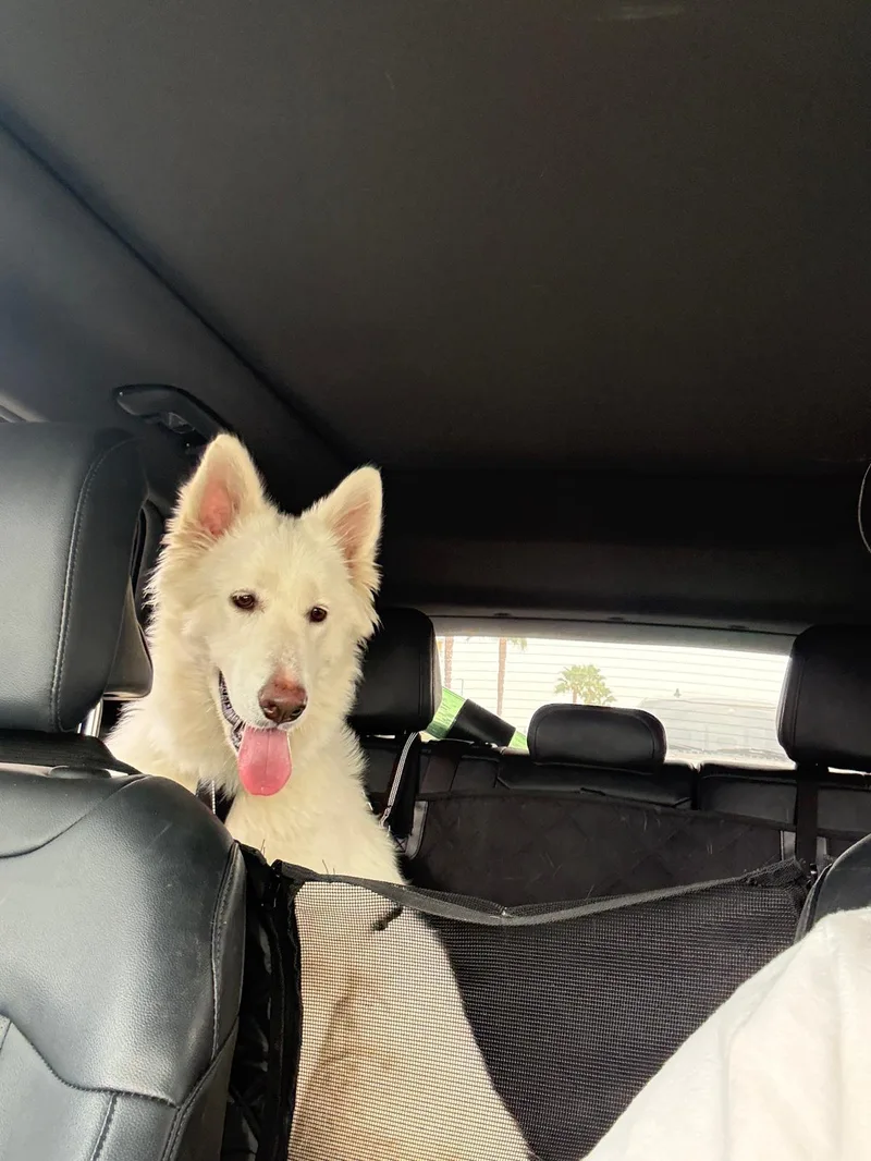 Nymeria