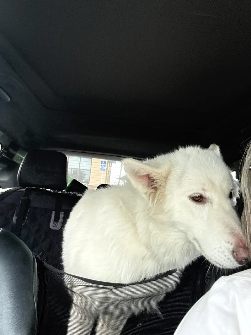 Nymeria thumbnail 2