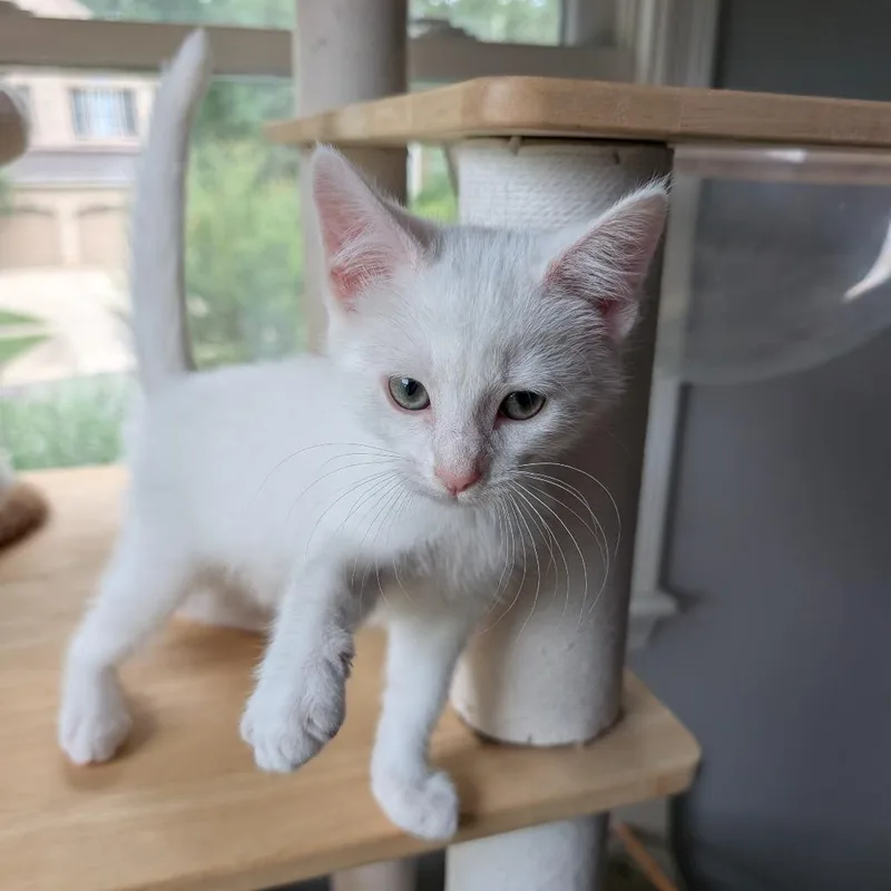 A baby small-sized male White Domestic Short Hair cat named Wolfgang for adoption in Woodstock, VA
