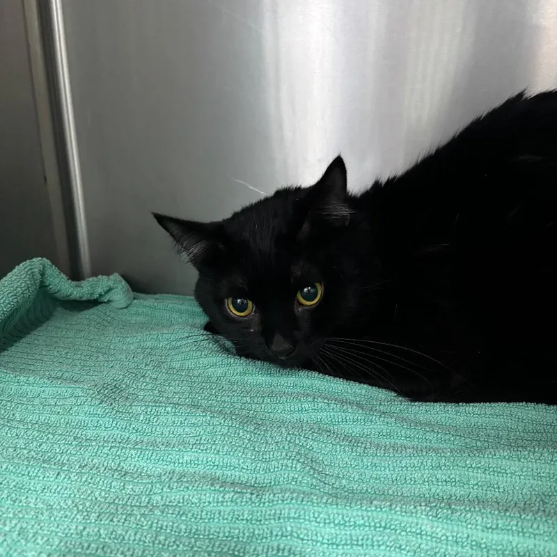 A young medium-sized male Black Domestic Short Hair cat named Berry for adoption in Spokane, WA
