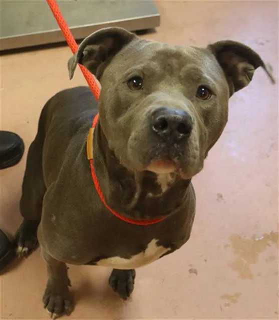An adult large-sized male Mixed Breed dog named Bodhi for adoption in Columbia, SC