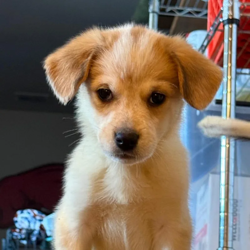 A baby medium-sized male Golden Australian Shepherd dog named Laurence for adoption in Fort Collins, CO