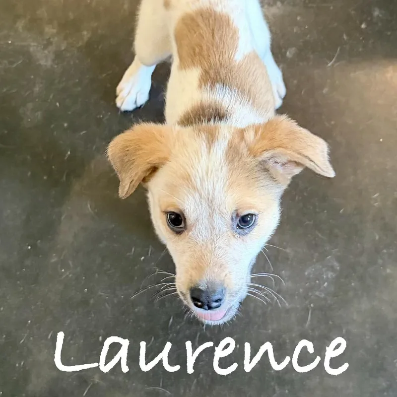 Laurence thumbnail 2