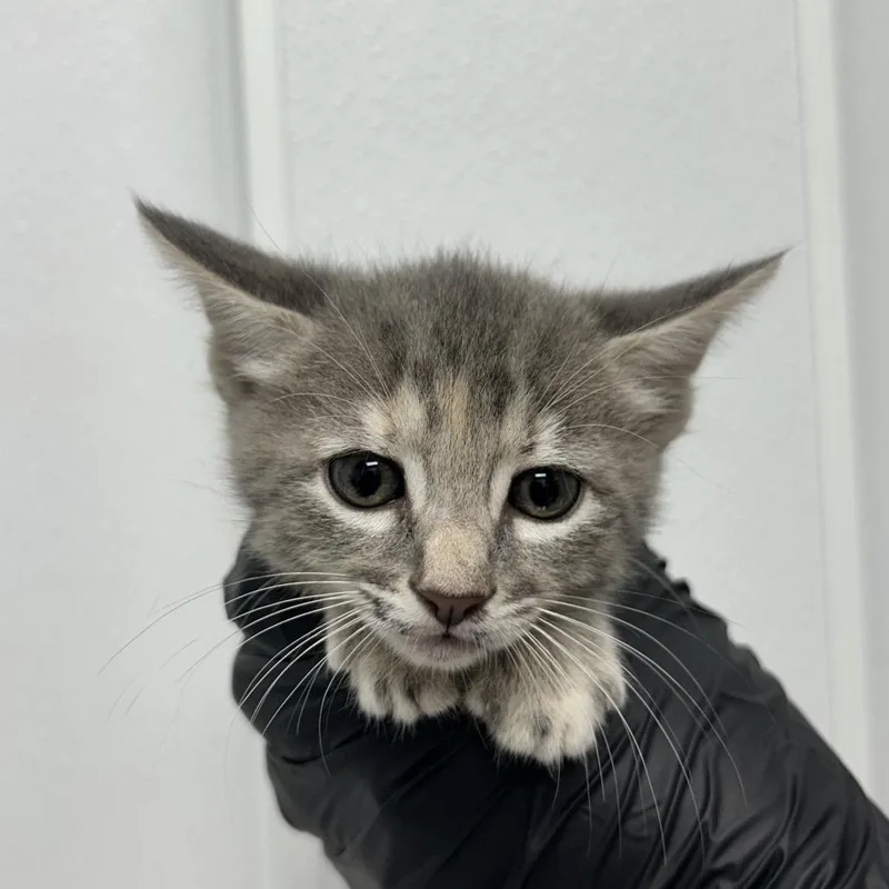 A baby small-sized female Gray / Blue / Silver Domestic Short Hair cat named Imani for adoption in Abilene, TX