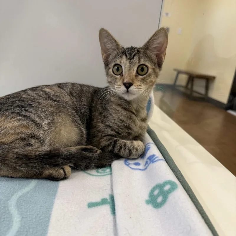A baby small-sized female Brown / Chocolate Domestic Short Hair cat named Tigris for adoption in Beaumont, TX